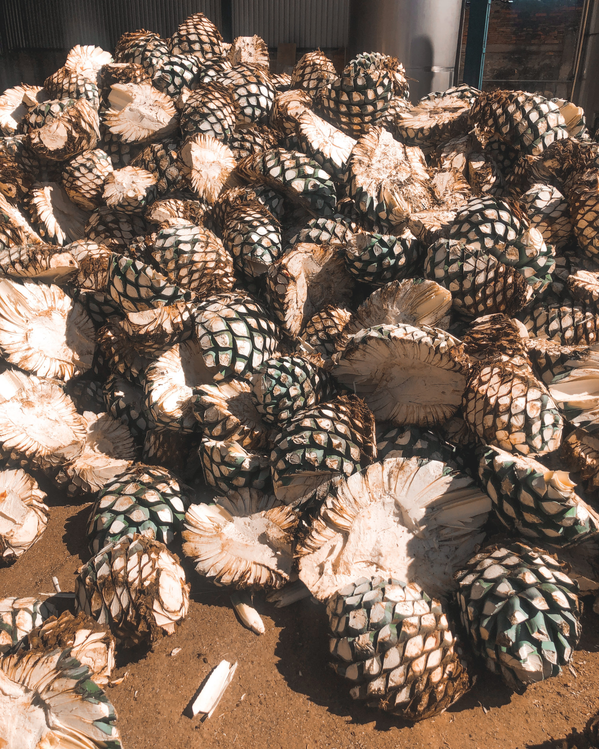 A Travel Guide To Tequila & Guadalajara American and the Brit