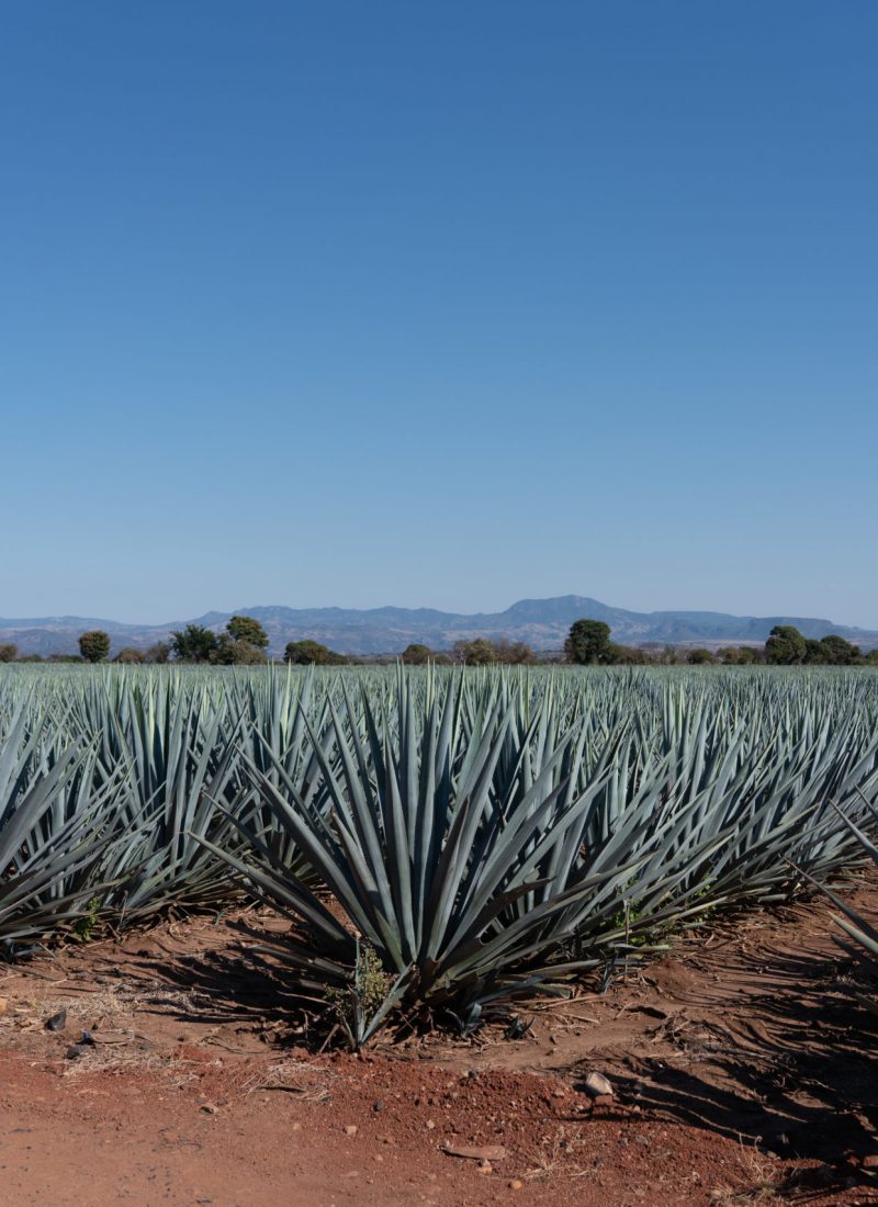 A Travel Guide To Tequila & Guadalajara