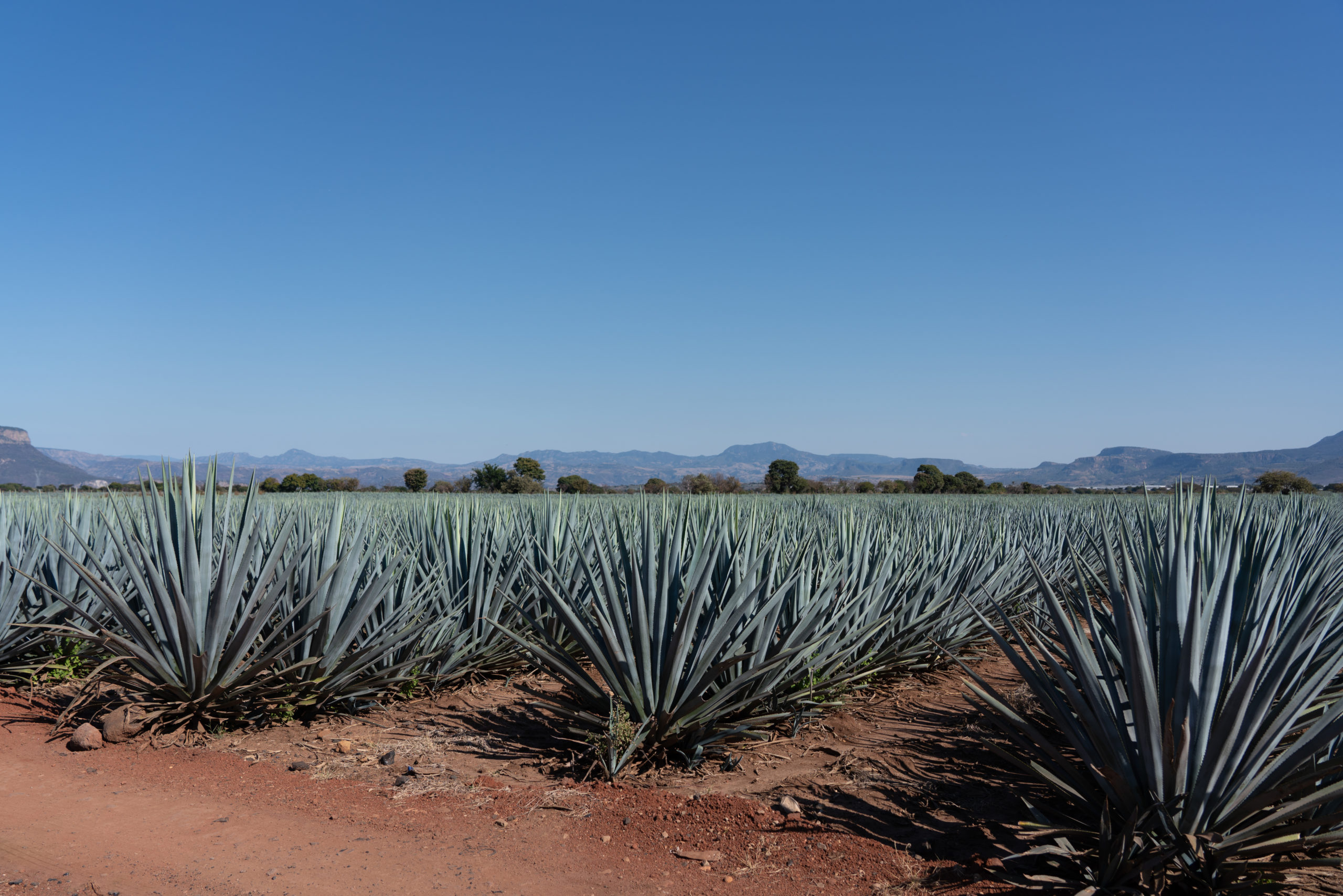 A Travel Guide To Tequila & Guadalajara - agave fields